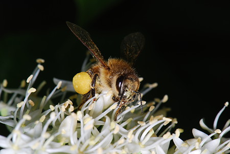ミツバチ科　セイヨウミツバチ♀