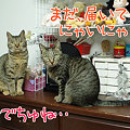 090114-届いたかにゃ？