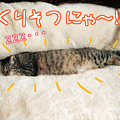 Photos: 090207-【猫アニメ】くりそつにゃ！？