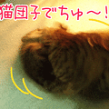 090315-【猫アニメ】仲良し風景にゃ？！