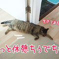 090515-【猫アニメ】チビらぶ、行き倒れにゃ？！
