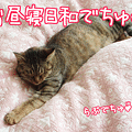 090520-【猫アニメ】ご機嫌にゃんこにゃ～！
