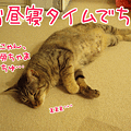 090521-【猫アニメ】お昼寝タイムにゃ！