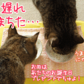 090523-【猫アニメ】にゃんこ用プレゼントにゃ！