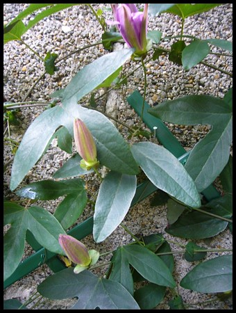 P1580885