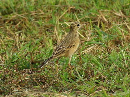 ヒメマミジロタヒバリ(Paddyfield Pipit) IMGP47473_R