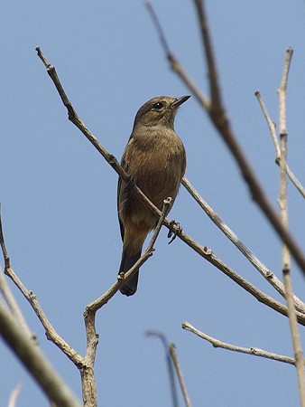 ノビタキ(Stonechat) IMGP48233_R