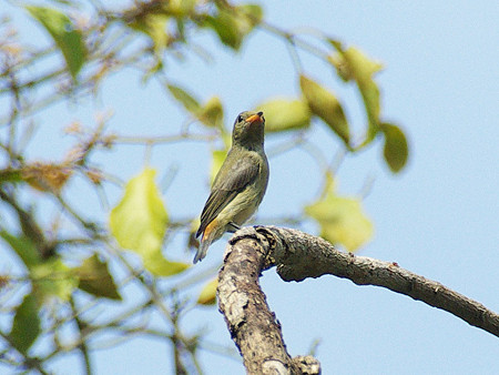 セアカハナドリ(若)Scarlet-backed Flowerpecker IMGP48146_R