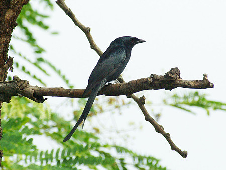 オウチュウ(Black Drongo) IMGP47918_R