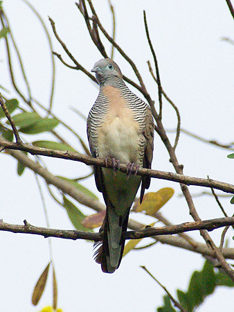 チョウショウバト(Peaceful Dove) IMGP48290_R