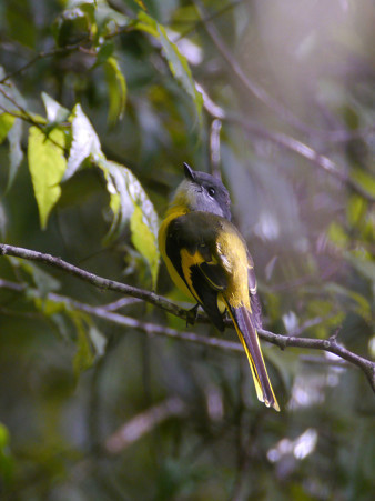 ベニサンショウクイ(Grey-chinned Minivet)♀ P1190643_R