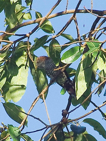 ミドリテリカッコー(Asian Emerald Cuckoo) IMGP48851(LR)-800R