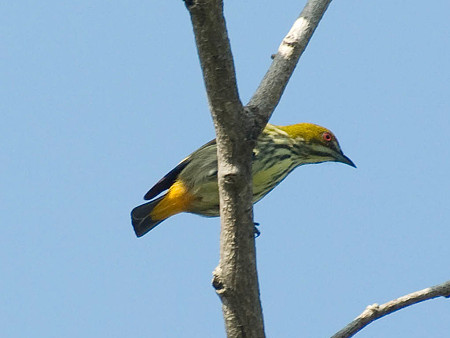 ムナフハナドリ(Yellow-vented Flowerpecker) IMGP51993_R