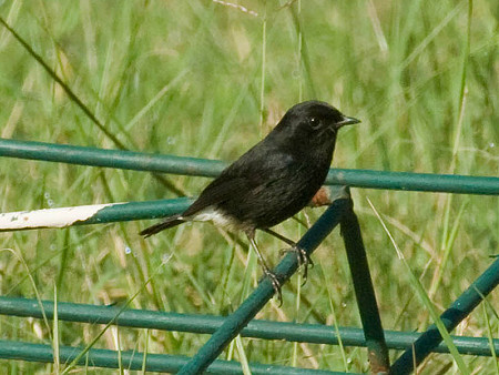 クロノビタキ♂?(Pied Bushchat) IMGP53030_R(800)