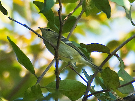 キマユムシクイ(Yellow-browed Warbler) IMGP53411_R