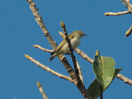 アオハナドリ(Plain Flowerpecker) IMGP53869_R