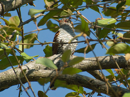 スミレテリカッコー♀(Violet Cuckoo) IMGP54164_R