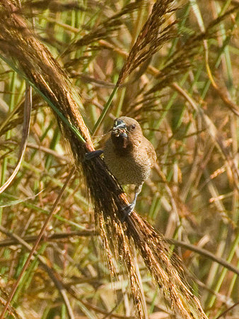 シマキンバラ(Scaly-breasted Munia) IMGP54814_R