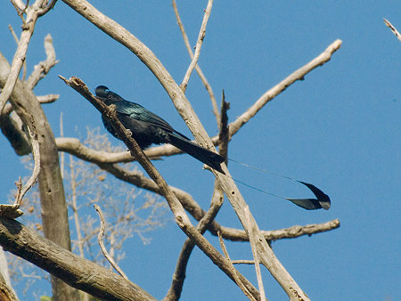 カザリオウチュウ(Greater Racket-tailed Drongo) IMGP54933_R