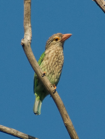 シロボシオオゴシキドリ(Lineated Barbet) IMGP54915_R