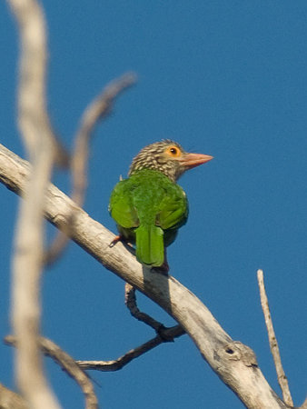 シロボシオオゴシキドリ(Lineated Barbet) IMGP54921_R