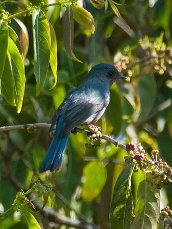 ウスヒメアオヒタキ(Pale Blue Flycatcher) IMGP102935_R
