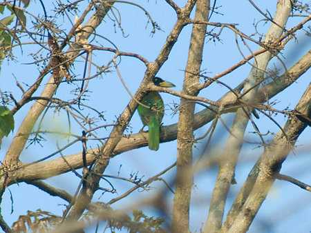 オオゴシキドリ? IMGP104578(800)