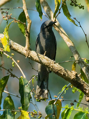 オウチュウカッコウ(Drongo Cuckoo) IMGP104712_R