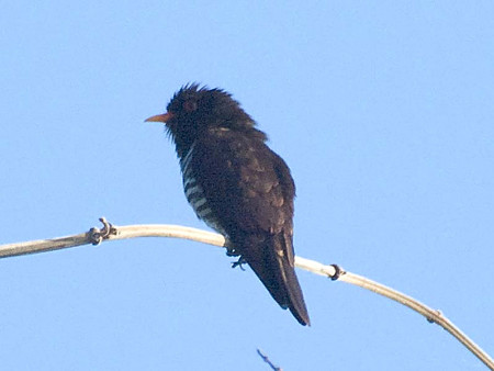 スミレテリカッコー(Violet Cuckoo) IMGP58485_Rc_(NI)