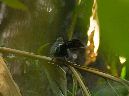 ノドジロオウギビタキ(White-throated Fantail) IMGP108033_R