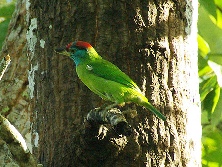 アオノドゴシキドリ(Blue-throated Barbet) IMGP44157_R(c)