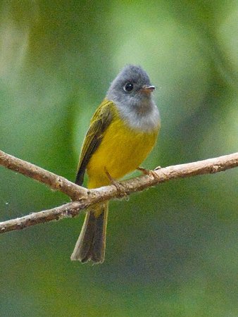 ハイムネヒタキ(Grey-headed Canary Flycatcher) IMGP108573_R