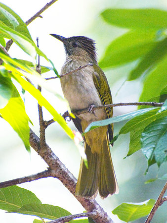 ミヤマヒヨドリ(Mountain Bulbul) IMGP108950_R