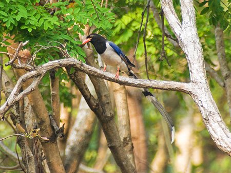 サンジャク(Red-billed Blue Magpie) IMGP111505_R