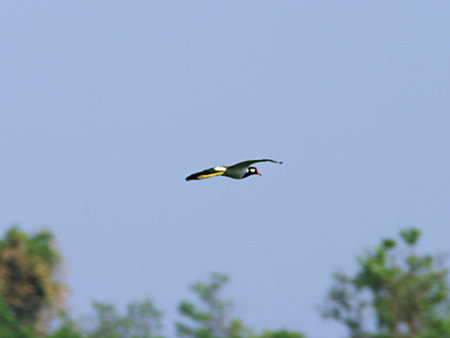 インドトサカゲリ(Red-wattled Lapwing) IMGP3905_R