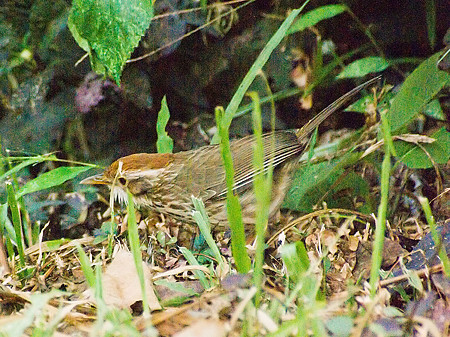 ムナフジチメドリ(Puff-throated Babbler) IMGP56116-3R_(NI)