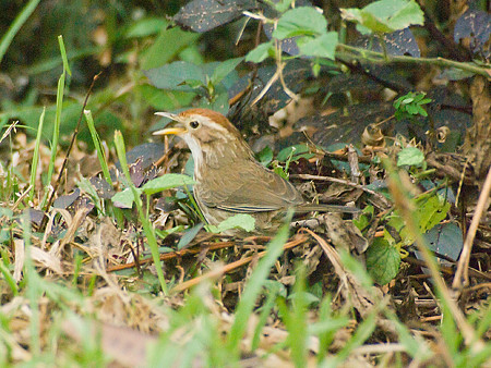 ムナフジチメドリ(Puff-throated Babbler) IMGP56085-3R_(NI)