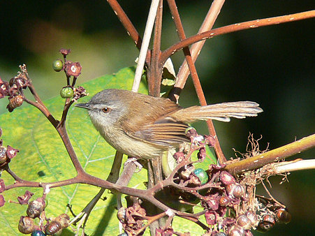 チャイロハウチワドリ(Rufescent Prinia) P1320226_R
