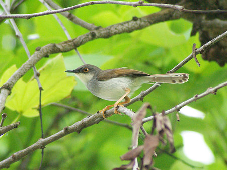 ハイムネハウチワドリ(Grey-breasted Prinia) IMGP40997_R2