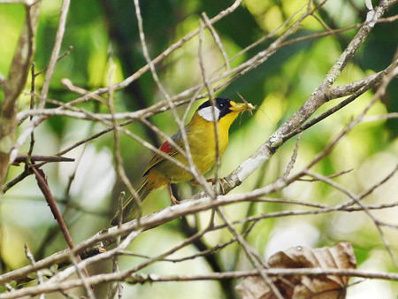 ゴシキソウシチョウ P1090877_Rs