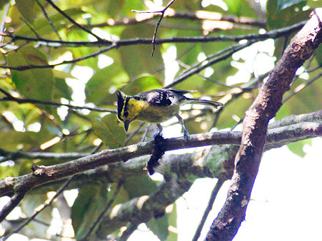 セボシカンムリガラ(Yellow-cheeked Tit) IMGP116120(LR2)_R