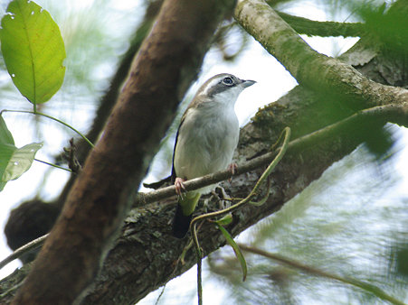 アカバネモズチメドリ♀(White-browed Shrike Babbler) IMGP116091_R