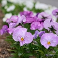 Photos: 122 中庭に咲く花々 2009年5月5日撮影 by ホテルグリーンプラザ軽井沢