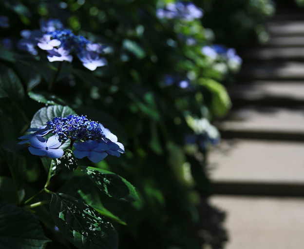 写真: z1M0A8145