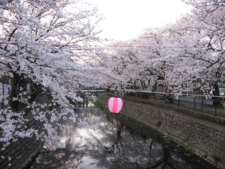大江川桜1
