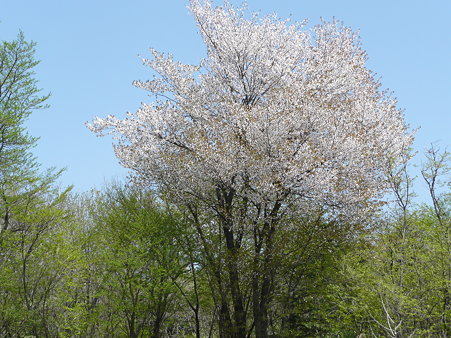 赤葉系山桜