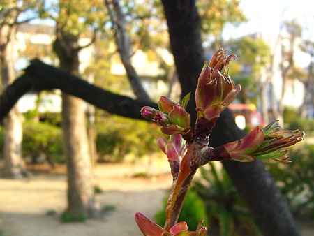 八重桜のつぼみ