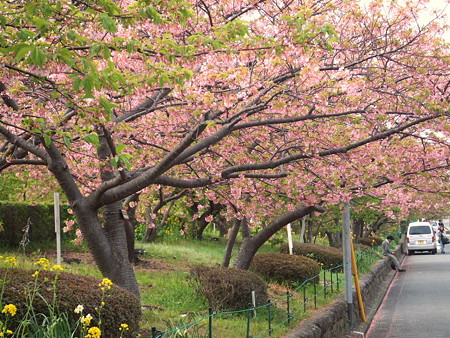 河津桜