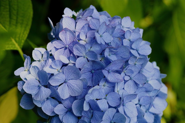 SDIM1182