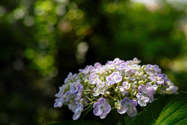SDIM1210